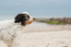 tricolour Tibetan Terrier