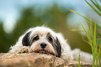 tricolour Tibetan Terrier