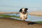 tricolour Tibetan Terrier