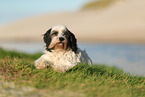 tricolour Tibetan Terrier