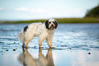 tricolour Tibetan Terrier