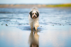 tricolour Tibetan Terrier