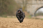 black Tibetan Terrier