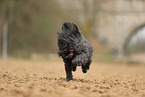 black Tibetan Terrier