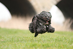 black Tibetan Terrier