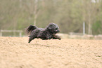 black Tibetan Terrier