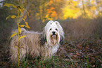 Tibetan Terrier