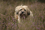 Tibet Terrier