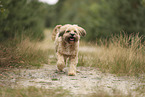 Tibet Terrier