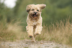 Tibet Terrier