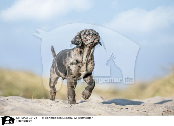 Altdeutscher Tiger Welpe / Tiger puppy / MAB-02126