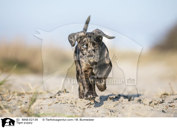 Tiger puppy / MAB-02136