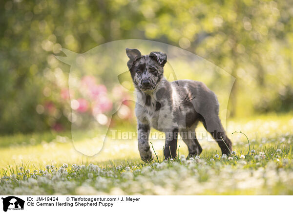 Altdeutscher Tiger Welpe / Old German Herding Shepherd Puppy / JM-19424