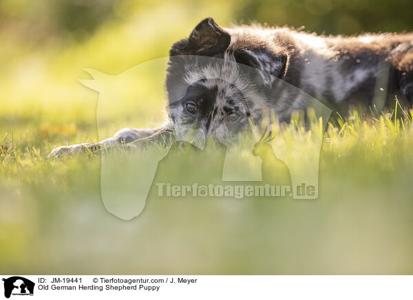 Altdeutscher Tiger Welpe / Old German Herding Shepherd Puppy / JM-19441