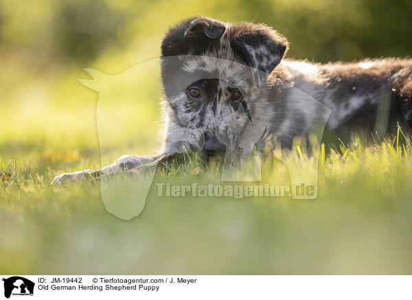 Altdeutscher Tiger Welpe / Old German Herding Shepherd Puppy / JM-19442