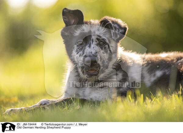 Altdeutscher Tiger Welpe / Old German Herding Shepherd Puppy / JM-19444