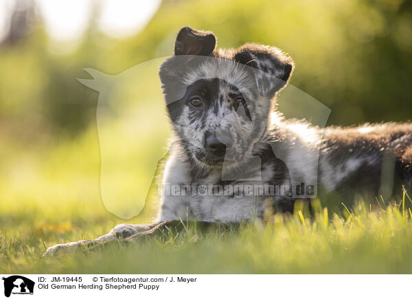Altdeutscher Tiger Welpe / Old German Herding Shepherd Puppy / JM-19445