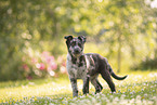 Old German Herding Shepherd Puppy