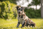 Old German Herding Shepherd Puppy