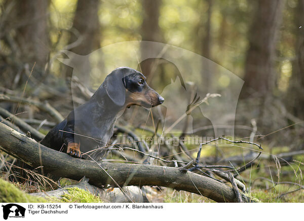 Tigerdackel / Tiger Dachshund / KB-15254