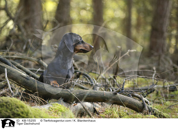 Tigerdackel / Tiger Dachshund / KB-15255