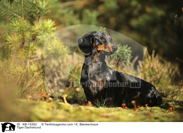 Tigerdackel / Tiger Dachshund / KB-15262