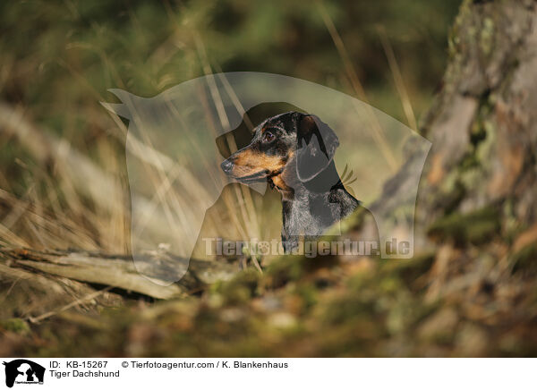 Tiger Dachshund / KB-15267