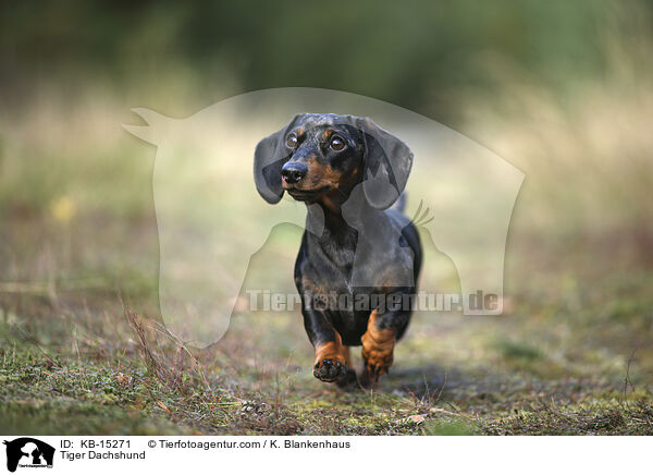 Tiger Dachshund / KB-15271