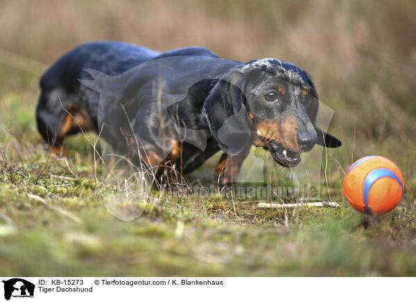 Tiger Dachshund / KB-15273