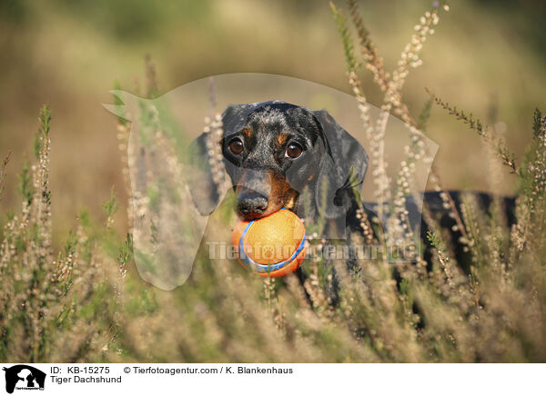 Tigerdackel / Tiger Dachshund / KB-15275