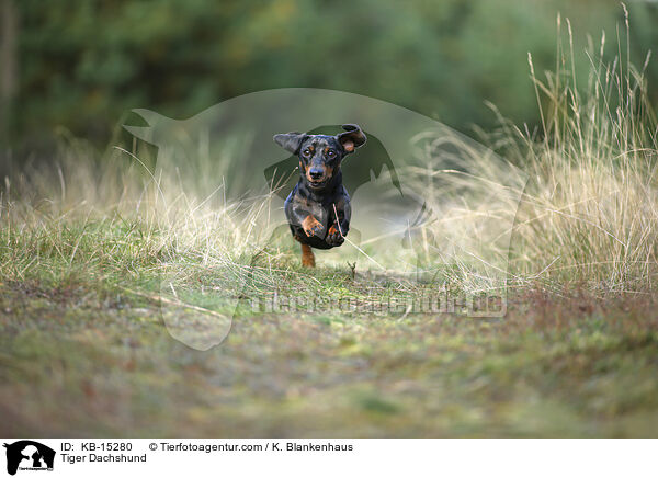 Tiger Dachshund / KB-15280