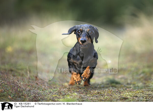 Tigerdackel / Tiger Dachshund / KB-15281