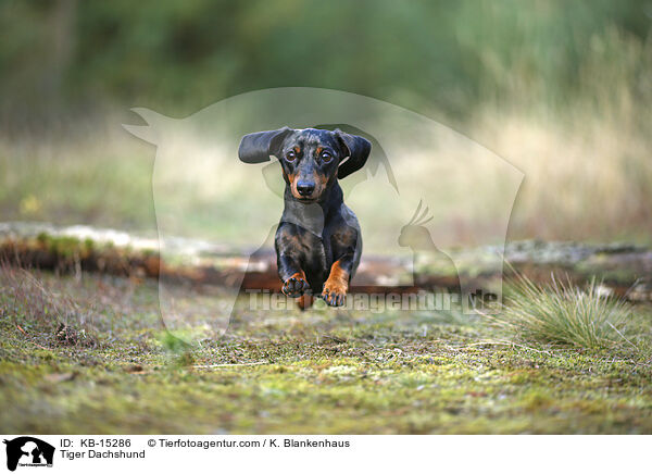 Tigerdackel / Tiger Dachshund / KB-15286