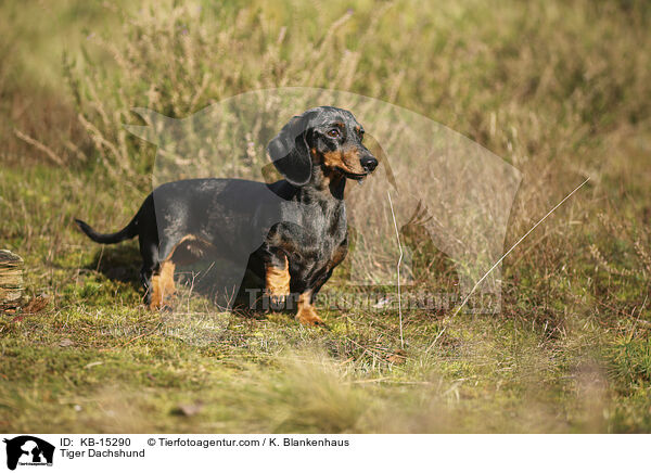 Tigerdackel / Tiger Dachshund / KB-15290