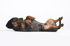 lying Tigerdachshund