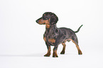 standing Tigerdachshund