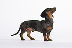 standing Tigerdachshund