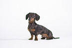 sitting Tigerdachshund