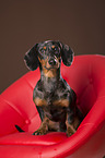 sitting Tigerdachshund