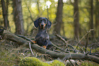 Tiger Dachshund