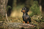 Tiger Dachshund