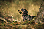 Tiger Dachshund