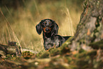 Tiger Dachshund