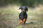 Tiger Dachshund