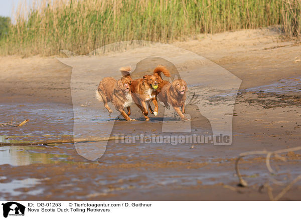 Nova Scotia Duck Tolling Retriever / Nova Scotia Duck Tolling Retrievers / DG-01253