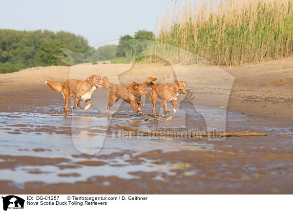 Nova Scotia Duck Tolling Retriever / Nova Scotia Duck Tolling Retrievers / DG-01257