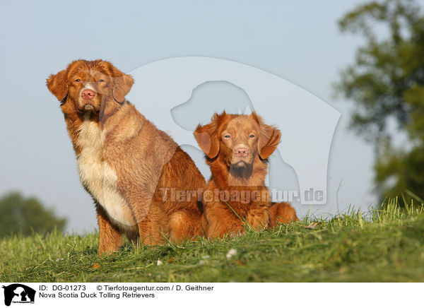 Nova Scotia Duck Tolling Retriever / Nova Scotia Duck Tolling Retrievers / DG-01273