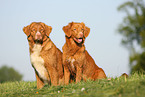 Nova Scotia Duck Tolling Retrievers