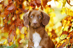 Nova Scotia Duck Tolling Retriever