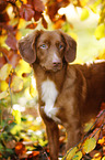 Nova Scotia Duck Tolling Retriever